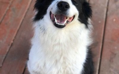 Are Flea and Tick Meds Killing Dogs?