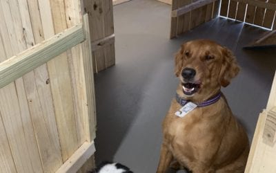 Mchenry county indoor dog parks opens